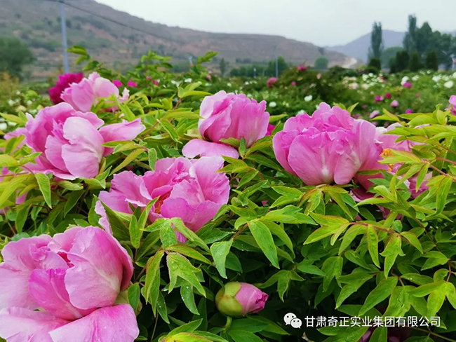 6966集团(中国)有限公司官网