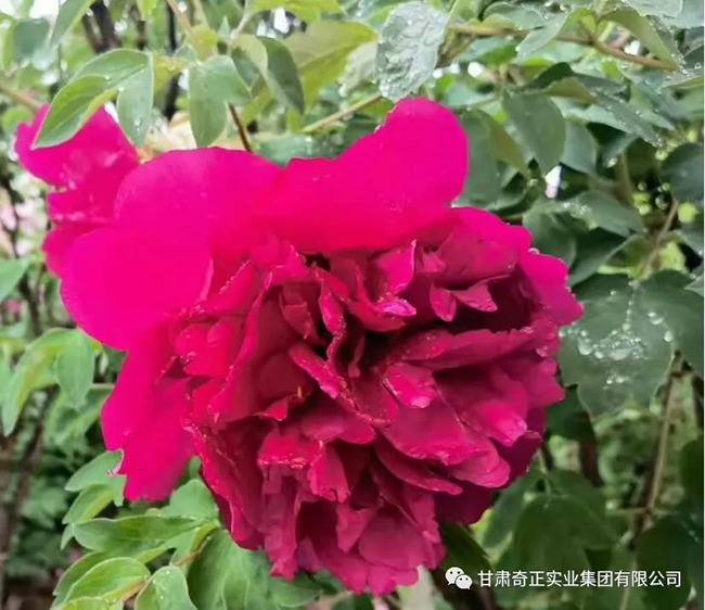 6966集团(中国)有限公司官网